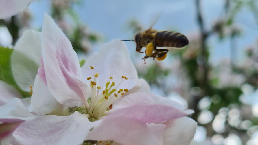 Biene an einer Kirschblüte