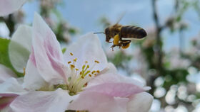 Im Zick-Zack-Flug zu den Pollen 