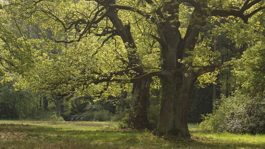 Alte Eichen auf der Pfaueninsel