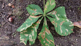 Gefräßige Motte vertreiben – Befallene Blätter entfernen