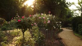 Schönheit und Duft der Rosen: Historische Rosen auf der Pfaueninsel