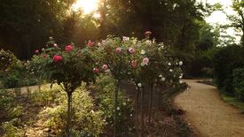 Schönheit und Duft der Rosen: Historische Rosen auf der Pfaueninsel