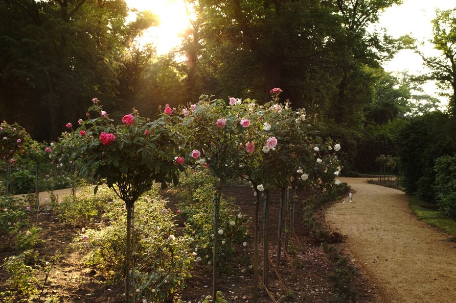 Lennéscher Rosengarten mit blühenden Rosen im Abendlicht