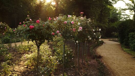 Lennéscher Rosengarten mit blühenden Rosen im Abendlicht