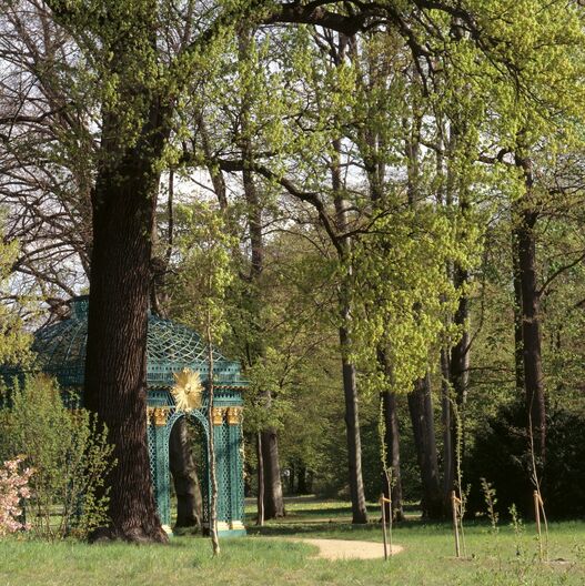 Alt- und Jungbäume im Park Sanssouci