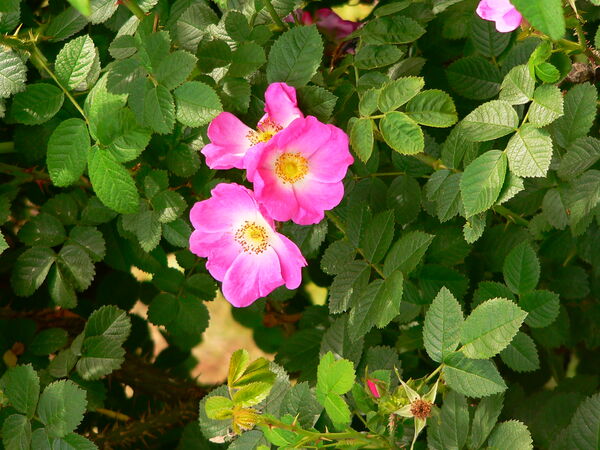 Rose Rosa Rubiginosa