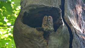 Das Wildtierparadies Pfaueninsel: Wildtiere und Greifvögel auf der Pfaueninsel