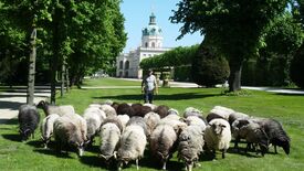 Wiesen, Weiden, Wolle. Die Schafe im Schlossgarten Charlottenburg