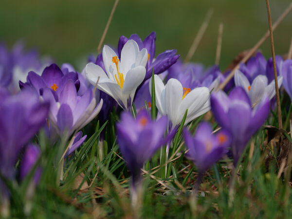 Frühling im Park Sanssouci