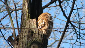 Wildtiere in historischen Gärten