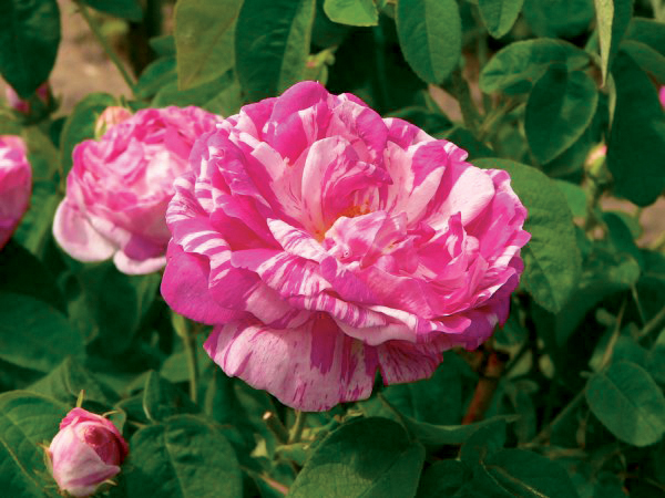 Historische Rosenblüte in den Parks und Gärten